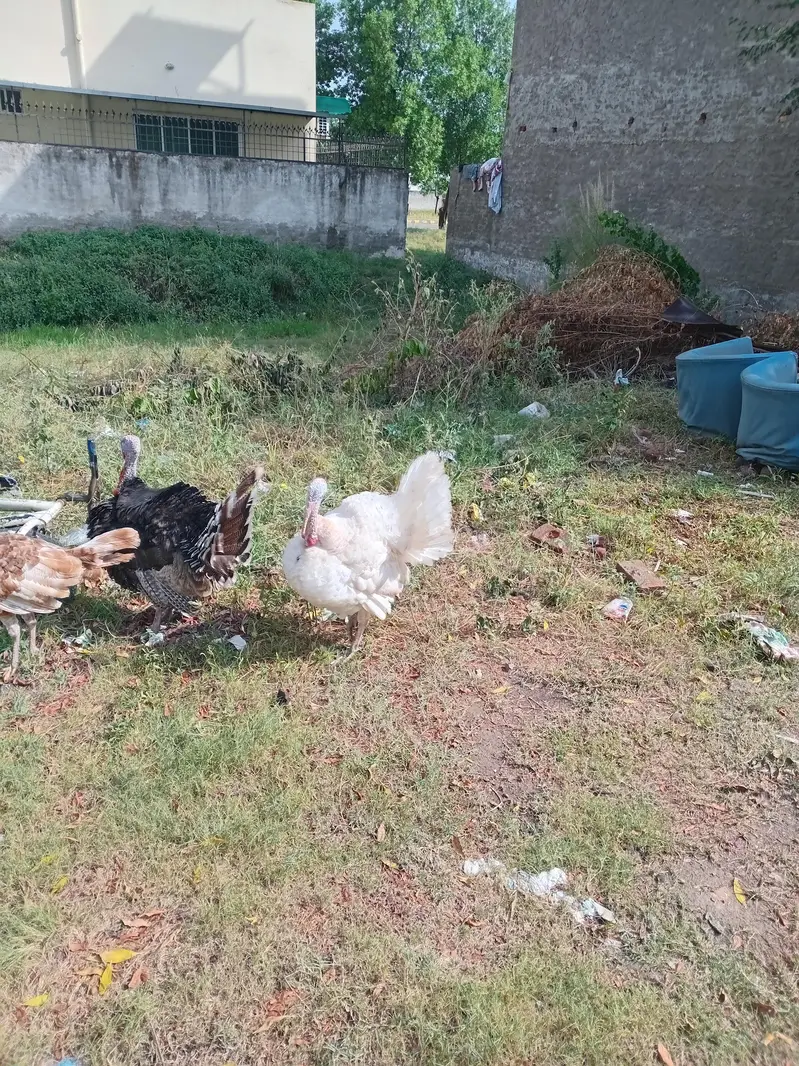 Turkey Breeder Males — photo 7