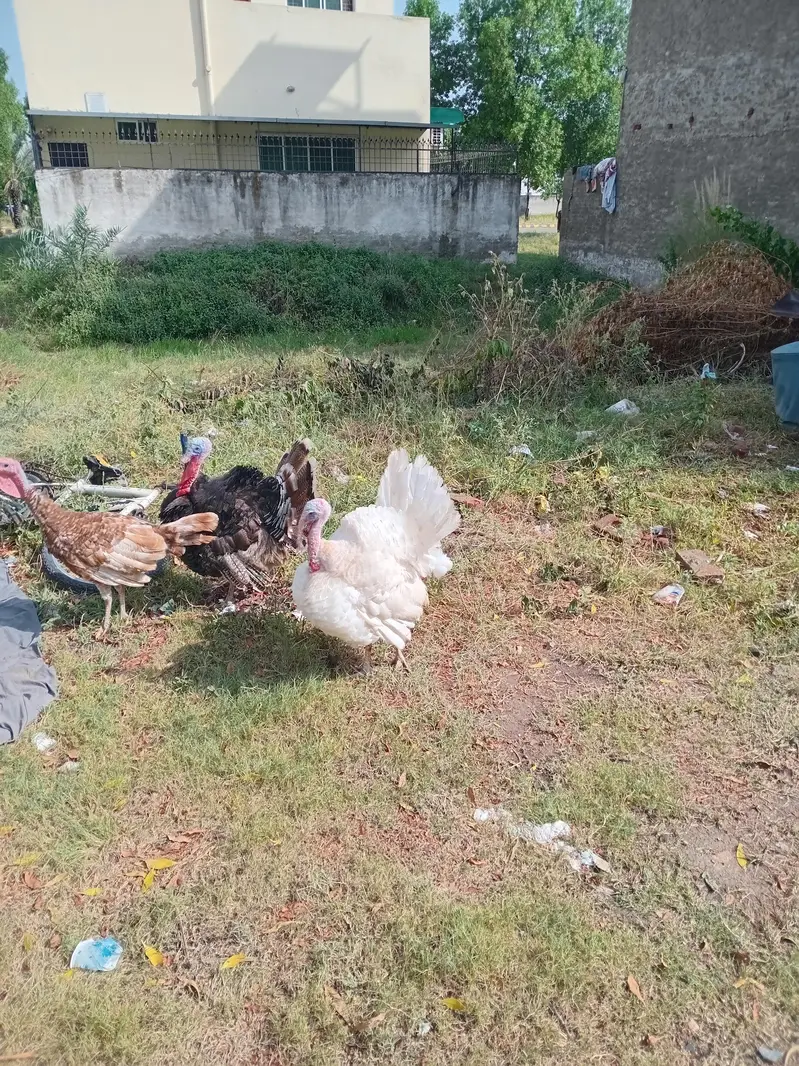 Turkey Breeder Males — photo 8