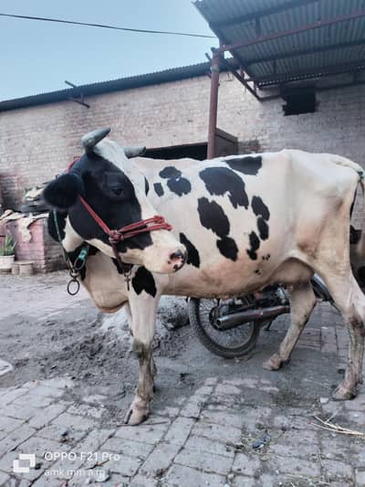 Friesian cholistani cross cow, gay, gaye, HF, bull
