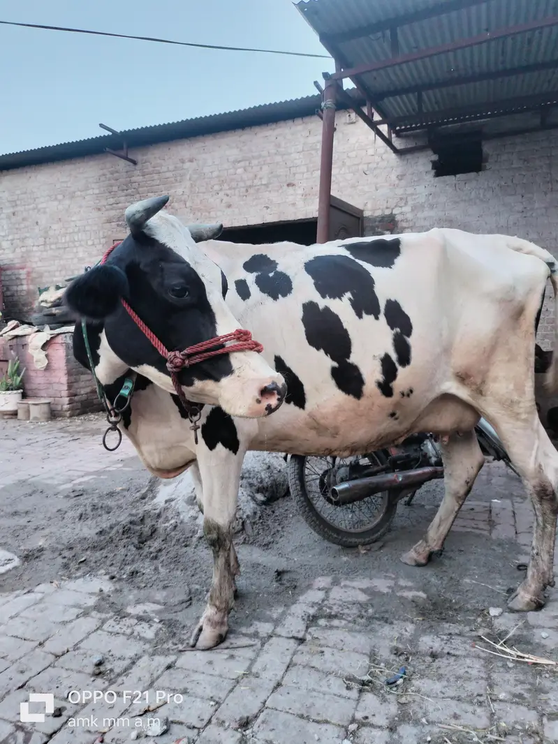Friesian cholistani cross cow, gay, gaye, HF, bull