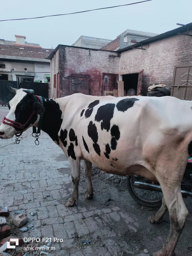Friesian cholistani cross cow, gay, gaye, HF, bull — photo 2