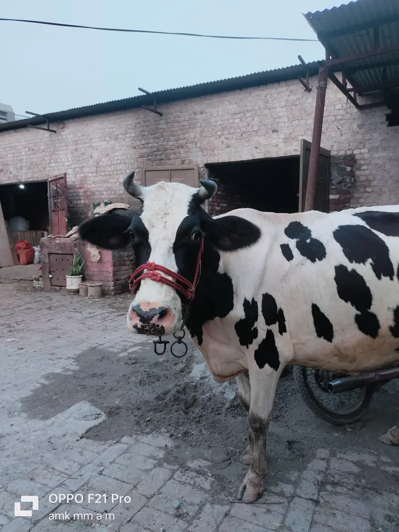 Friesian cholistani cross cow, gay, gaye, HF, bull — photo 3
