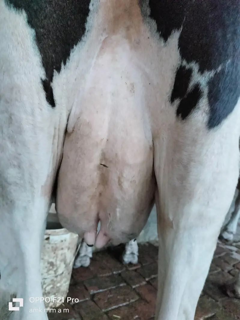 Friesian cholistani cross cow, gay, gaye, HF, bull — photo 4