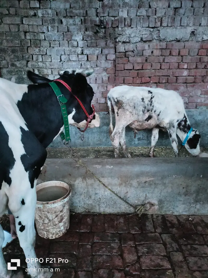 Friesian cholistani cross cow, gay, gaye, HF, bull — photo 5