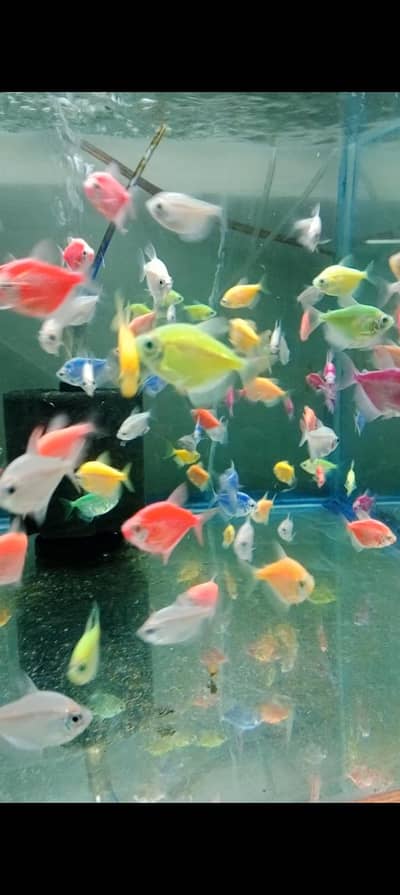 Colour tetras, Angles, mascara barbs, oscars, goldfish, shubunkin,