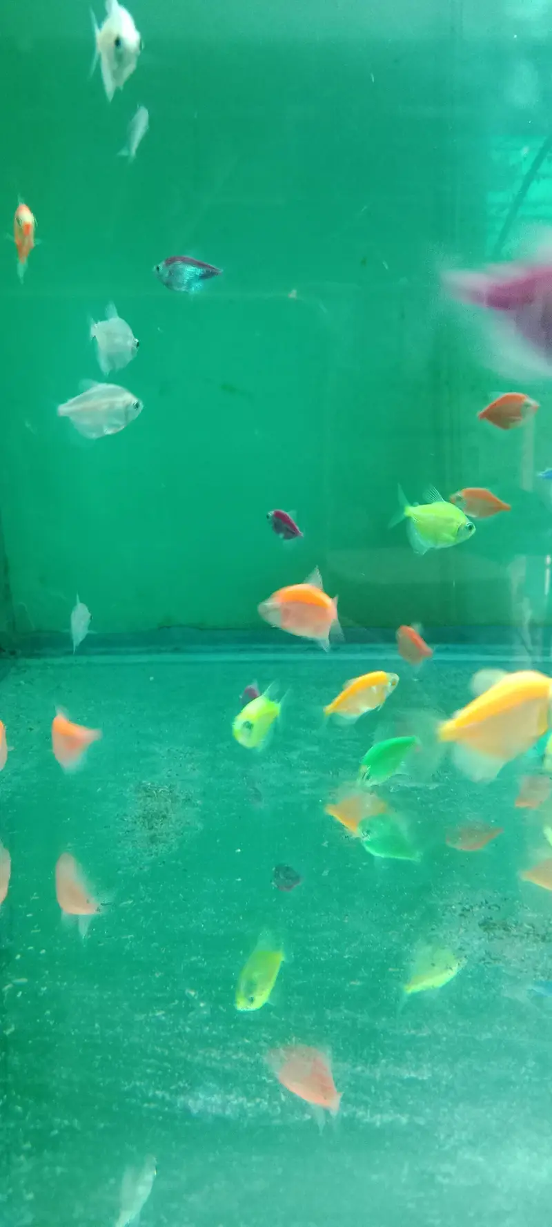 Colour tetras, Angles, mascara barbs, oscars, goldfish, shubunkin, — photo 2