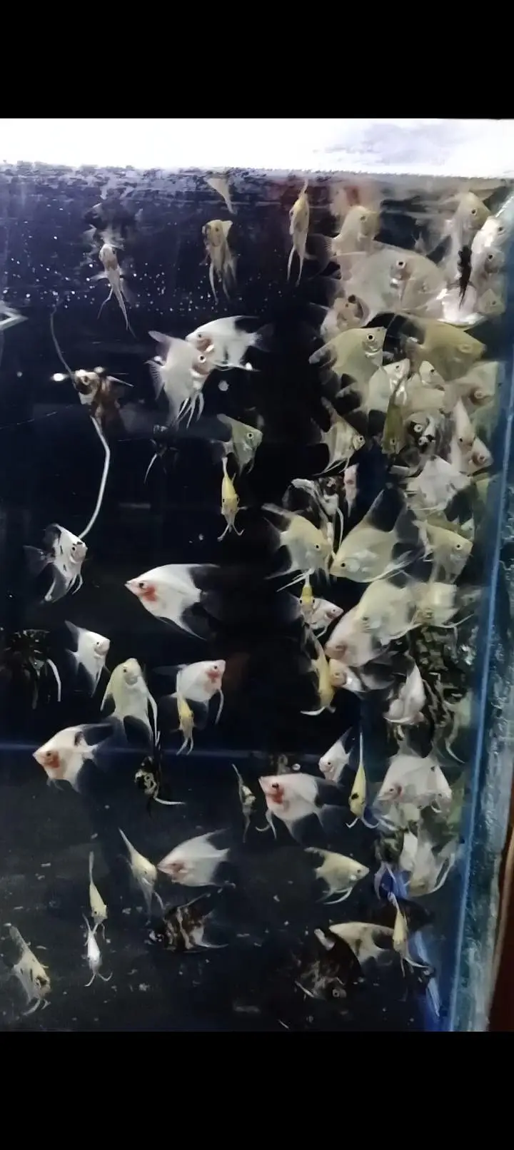Colour tetras, Angles, mascara barbs, oscars, goldfish, shubunkin, — photo 3