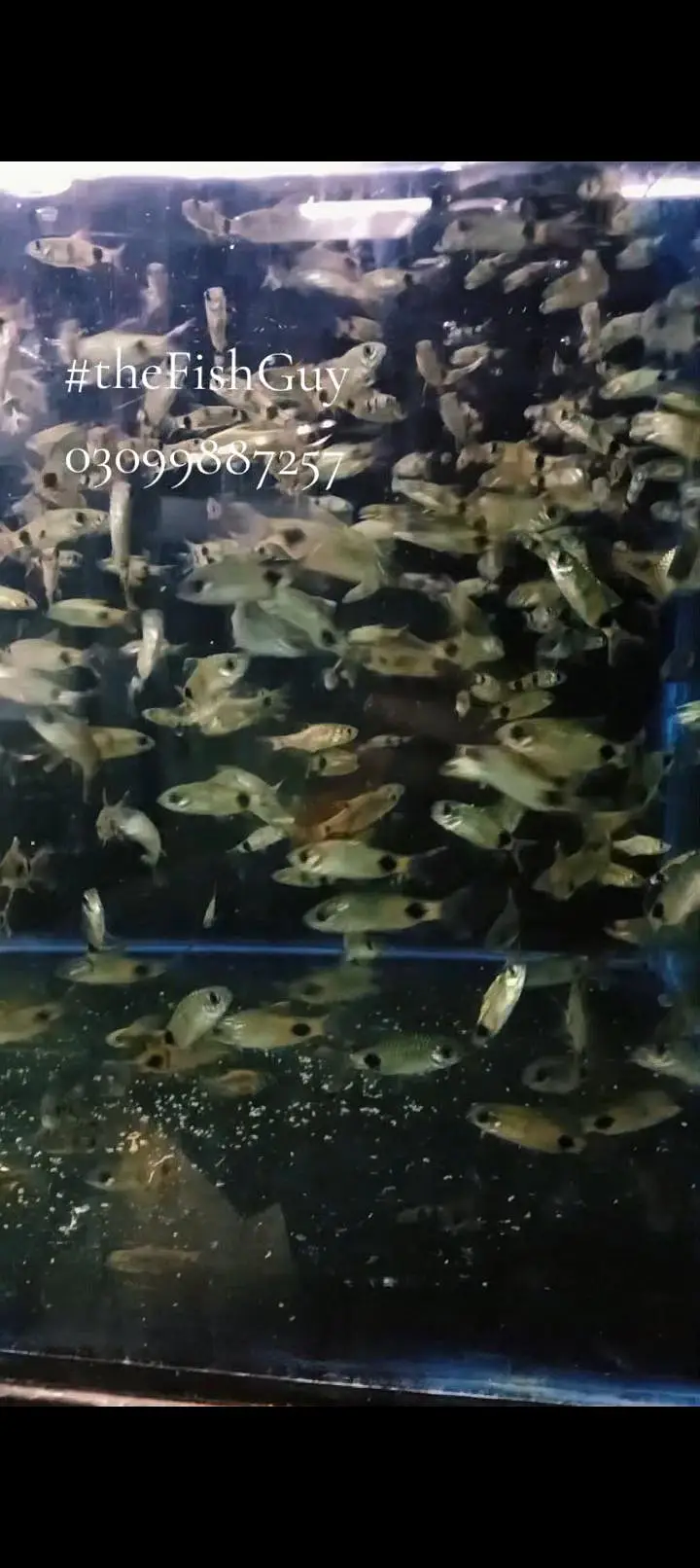 Colour tetras, Angles, mascara barbs, oscars, goldfish, shubunkin, — photo 4