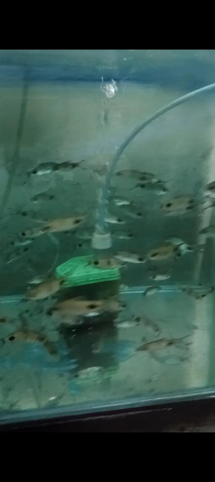 Colour tetras, Angles, mascara barbs, oscars, goldfish, shubunkin, — photo 5