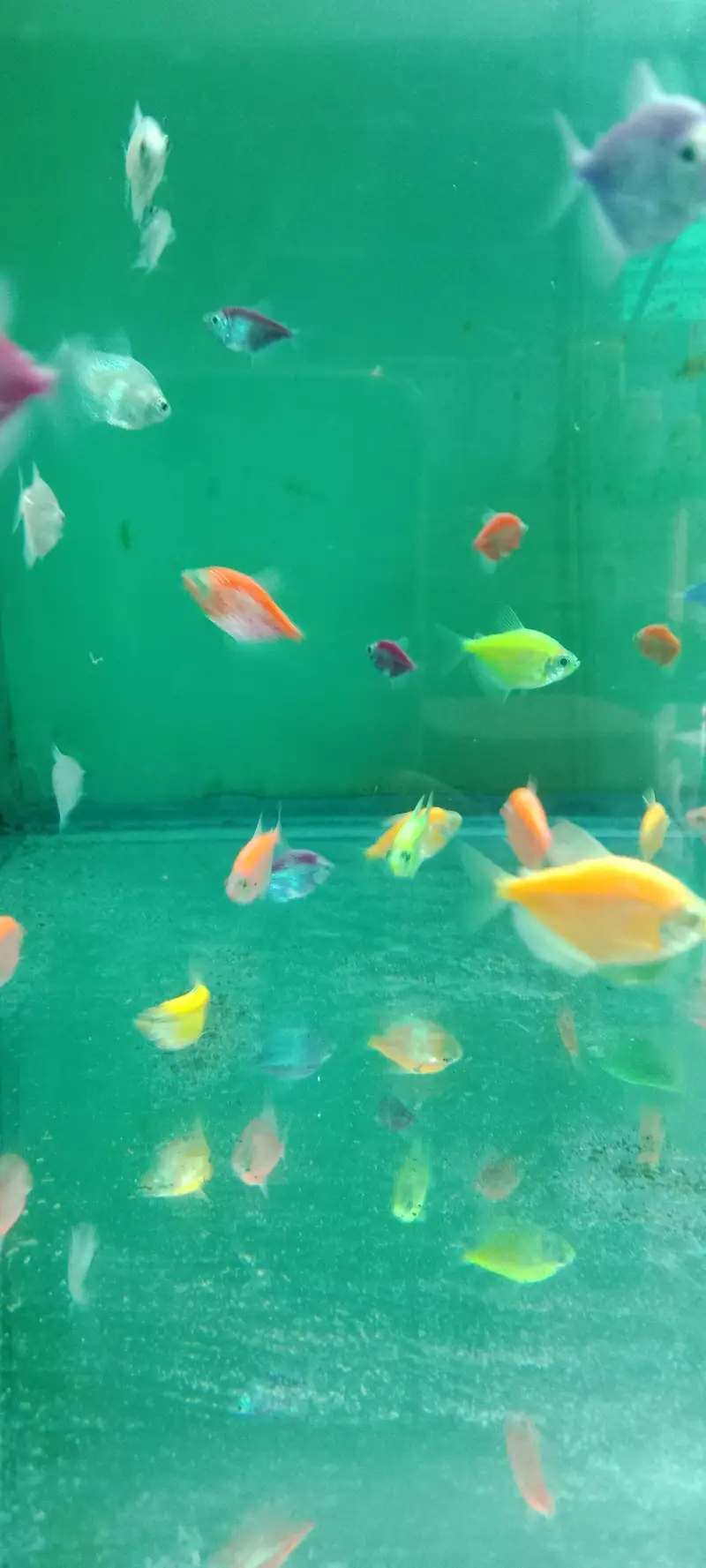 Colour tetras, Angles, mascara barbs, oscars, goldfish, shubunkin, — photo 6