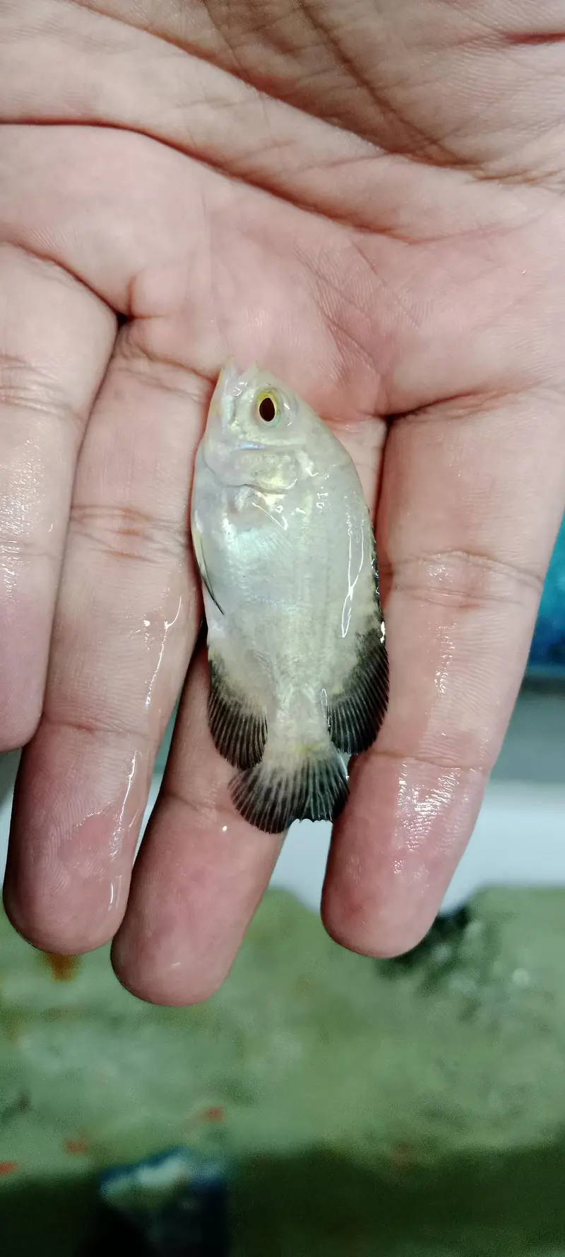 Colour tetras, Angles, mascara barbs, oscars, goldfish, shubunkin, — photo 8