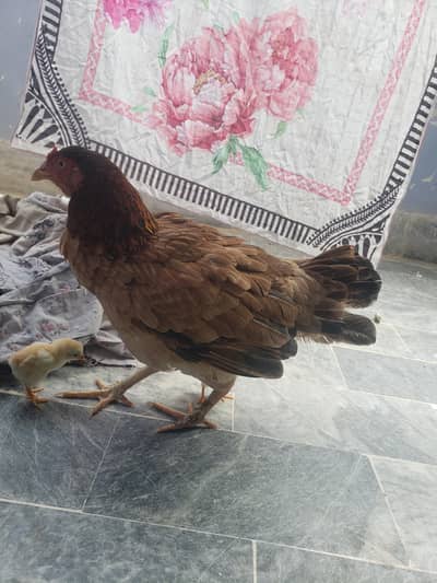 2 chick with hen