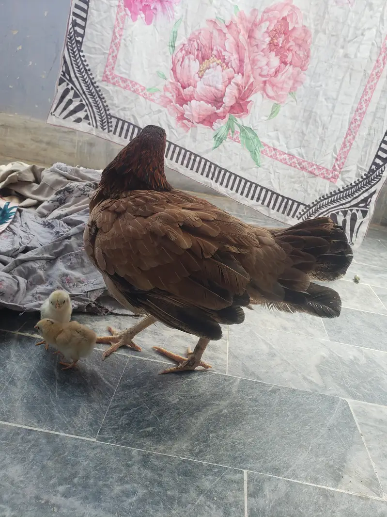 2 chick with hen — photo 2