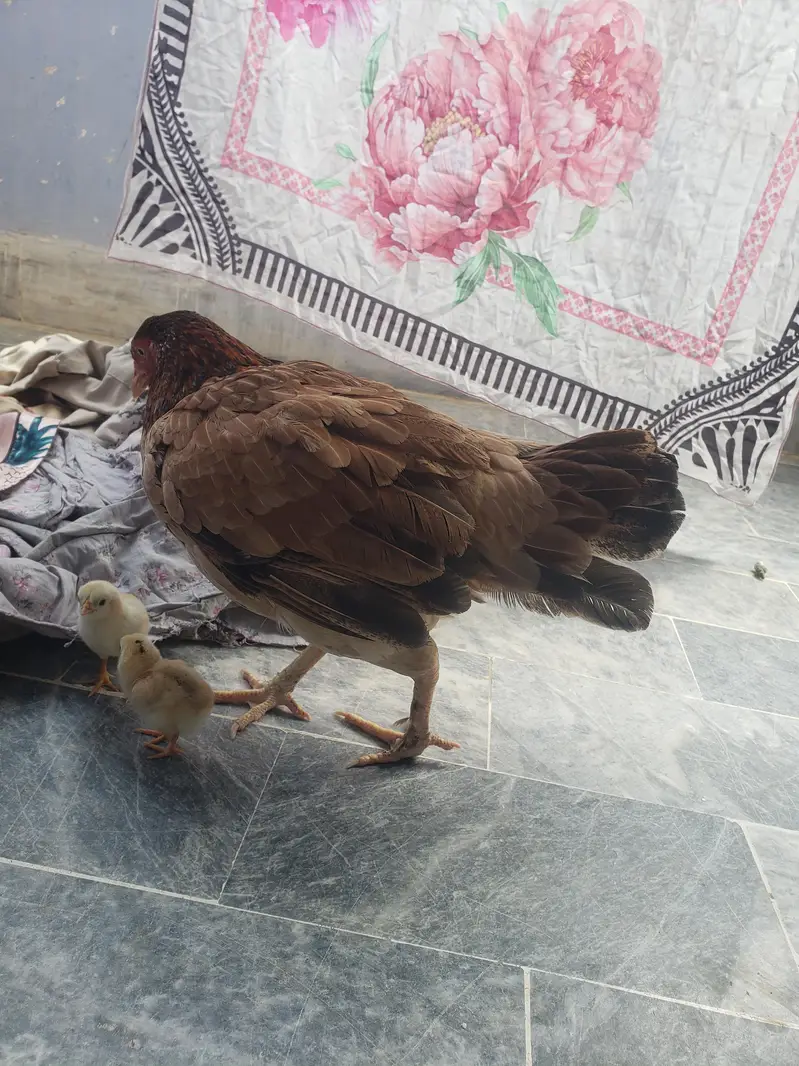 2 chick with hen — photo 3