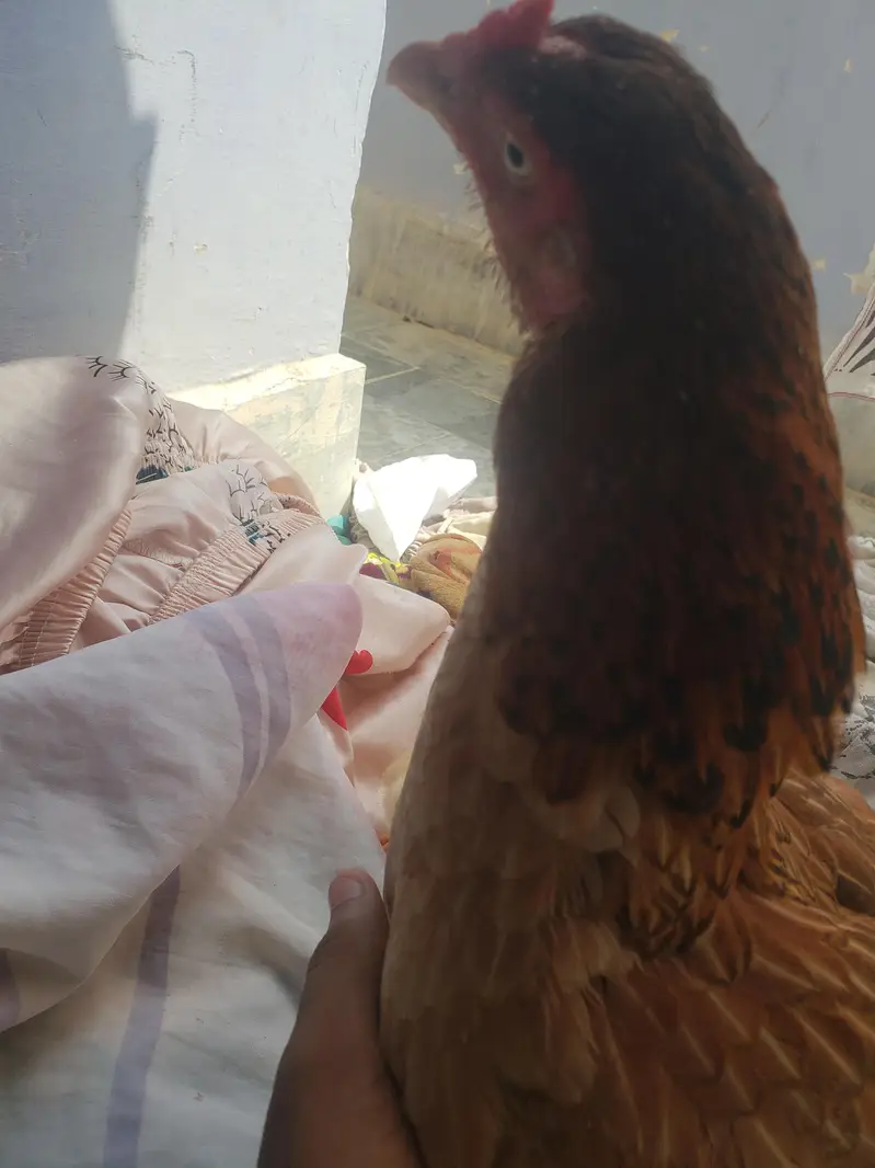 2 chick with hen — photo 4