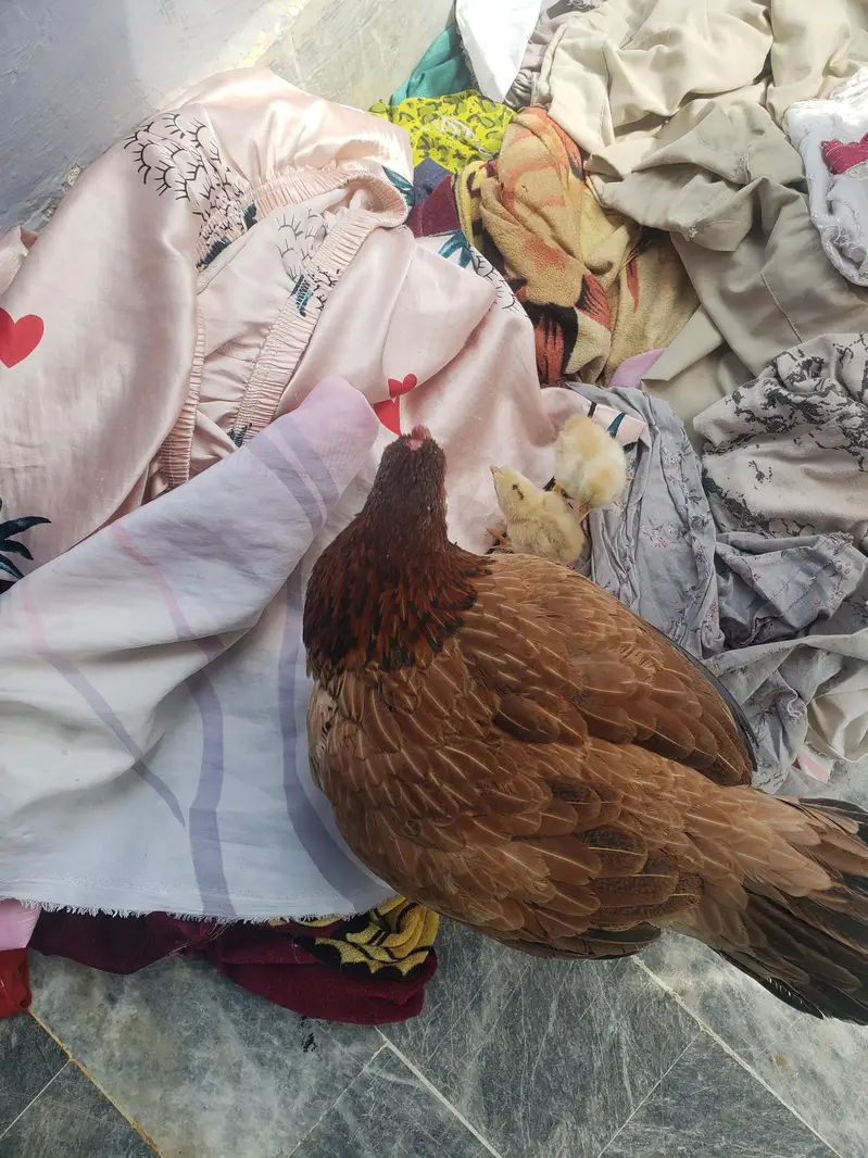 2 chick with hen — photo 5