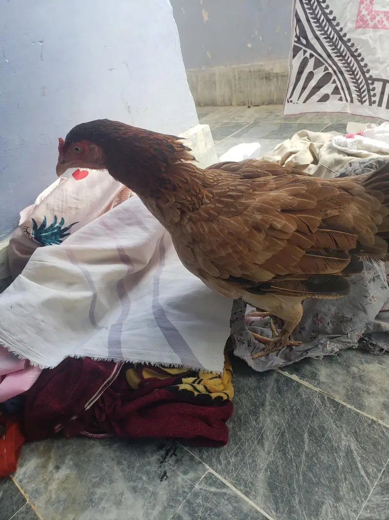 2 chick with hen — photo 6