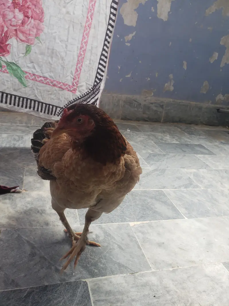 2 chick with hen — photo 7