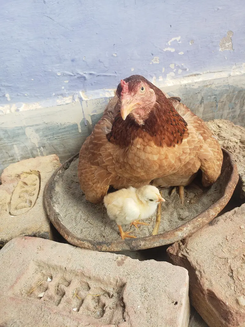 2 chick with hen — photo 8