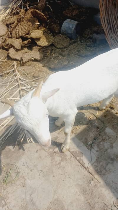 kiti bakra sa crose