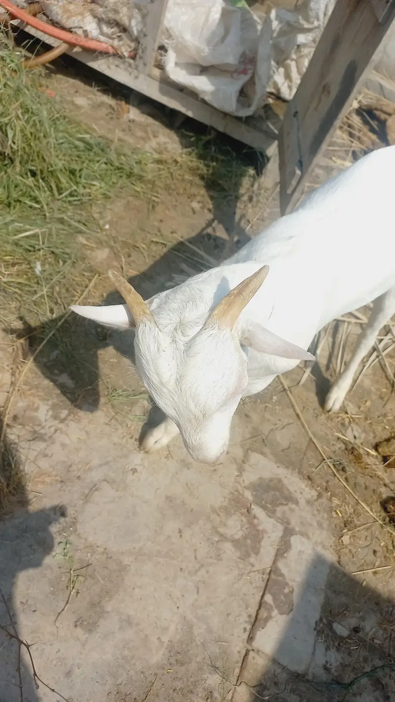 kiti bakra sa crose — photo 2