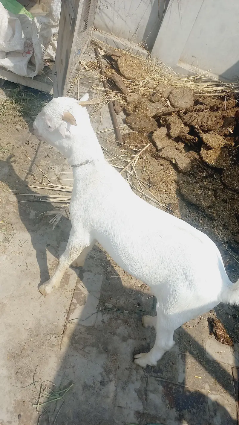 kiti bakra sa crose — photo 3