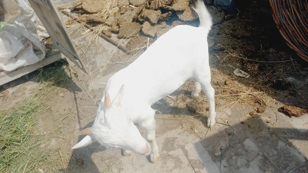 kiti bakra sa crose — photo 4