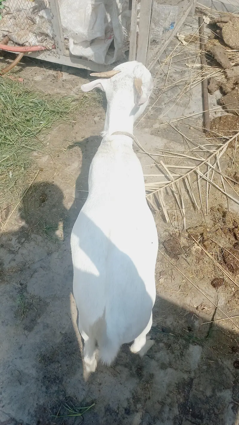 kiti bakra sa crose — photo 5