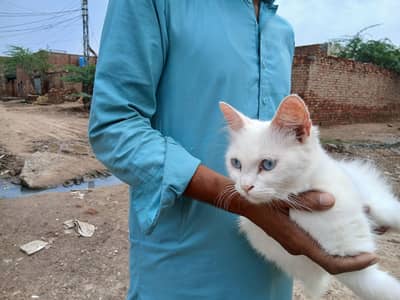 kitty