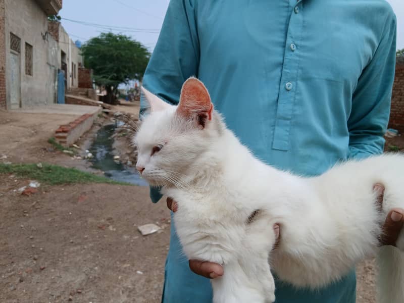 kitty 1