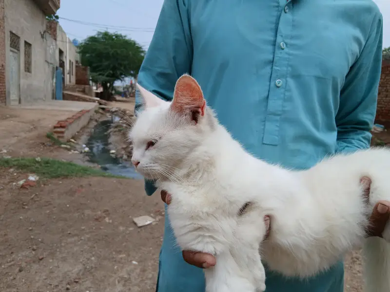 kitty — photo 2