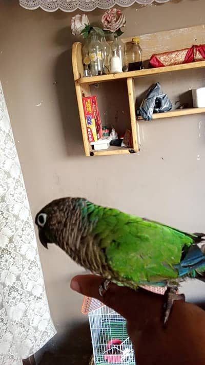 green cheek conure
