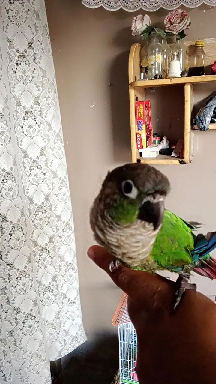 green cheek conure — photo 2