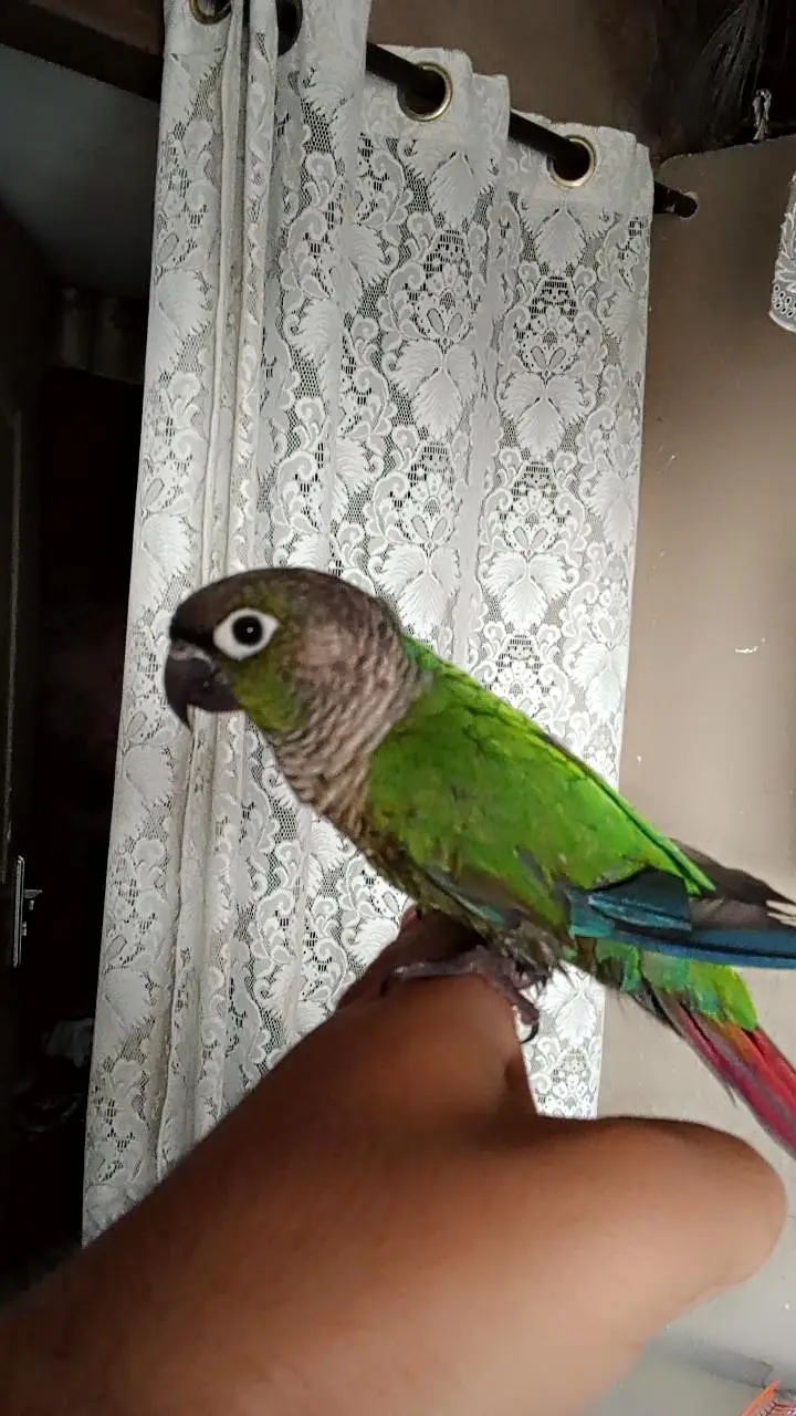 green cheek conure — photo 3