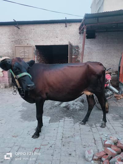 Jersey cross cow