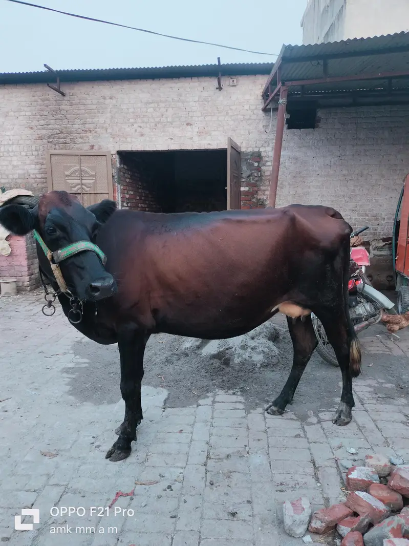 Jersey cross cow