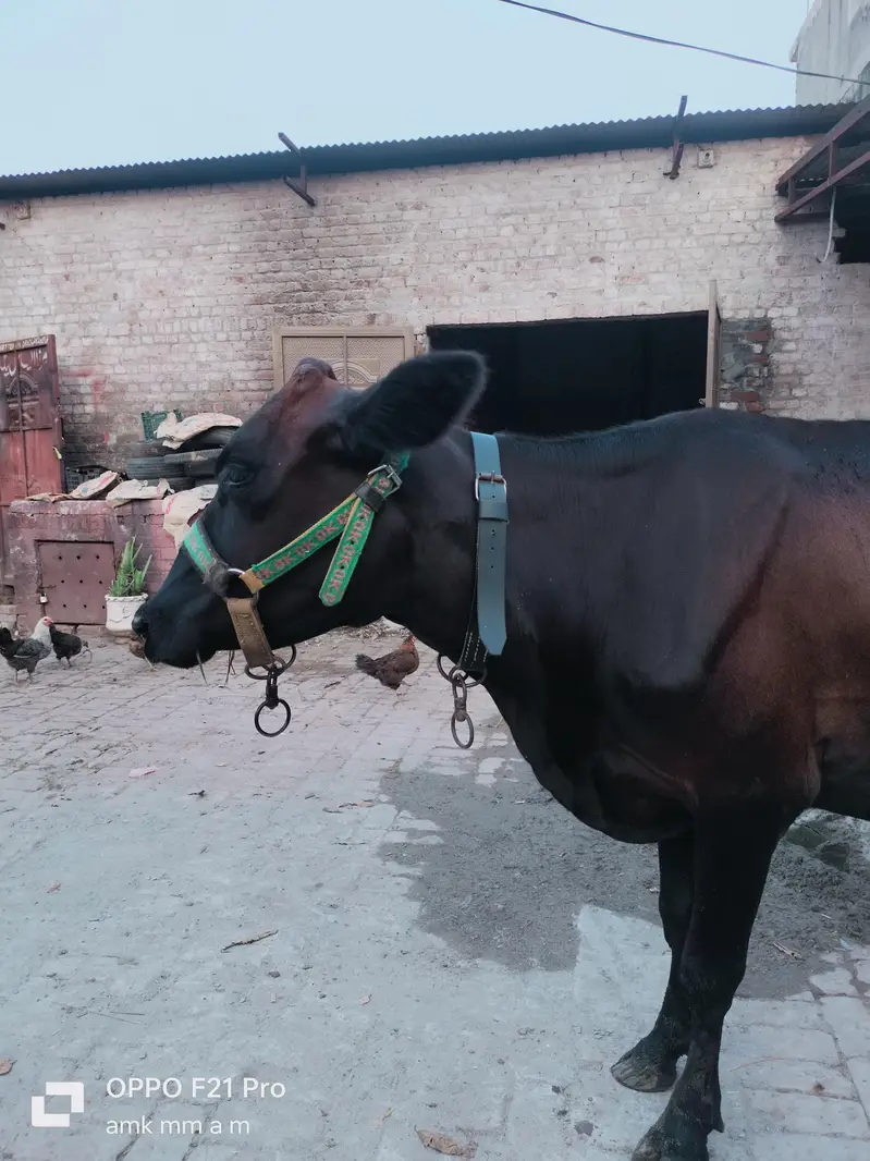 Jersey cross cow — photo 2