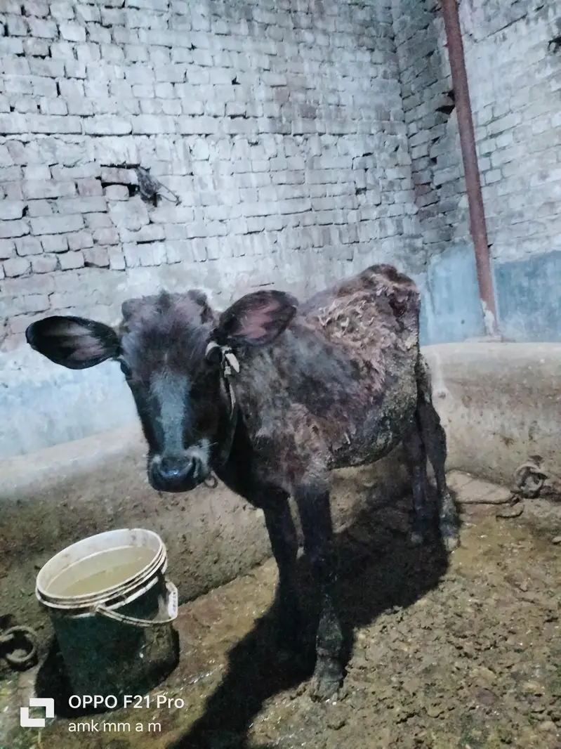 Jersey cross cow — photo 4