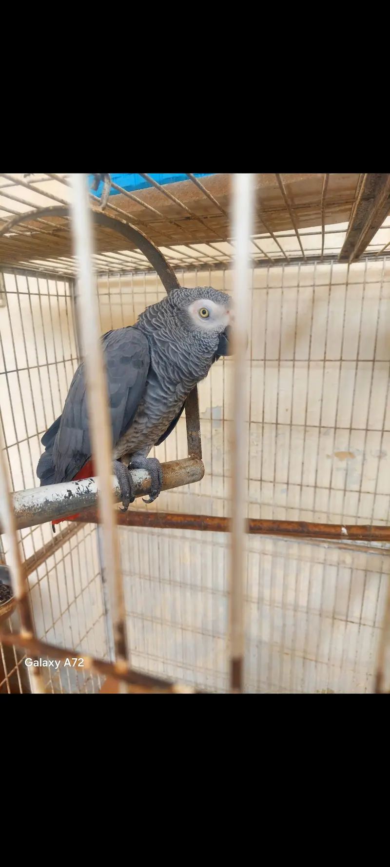 Breeder African grey healthy male for sale or exchange with small pair
