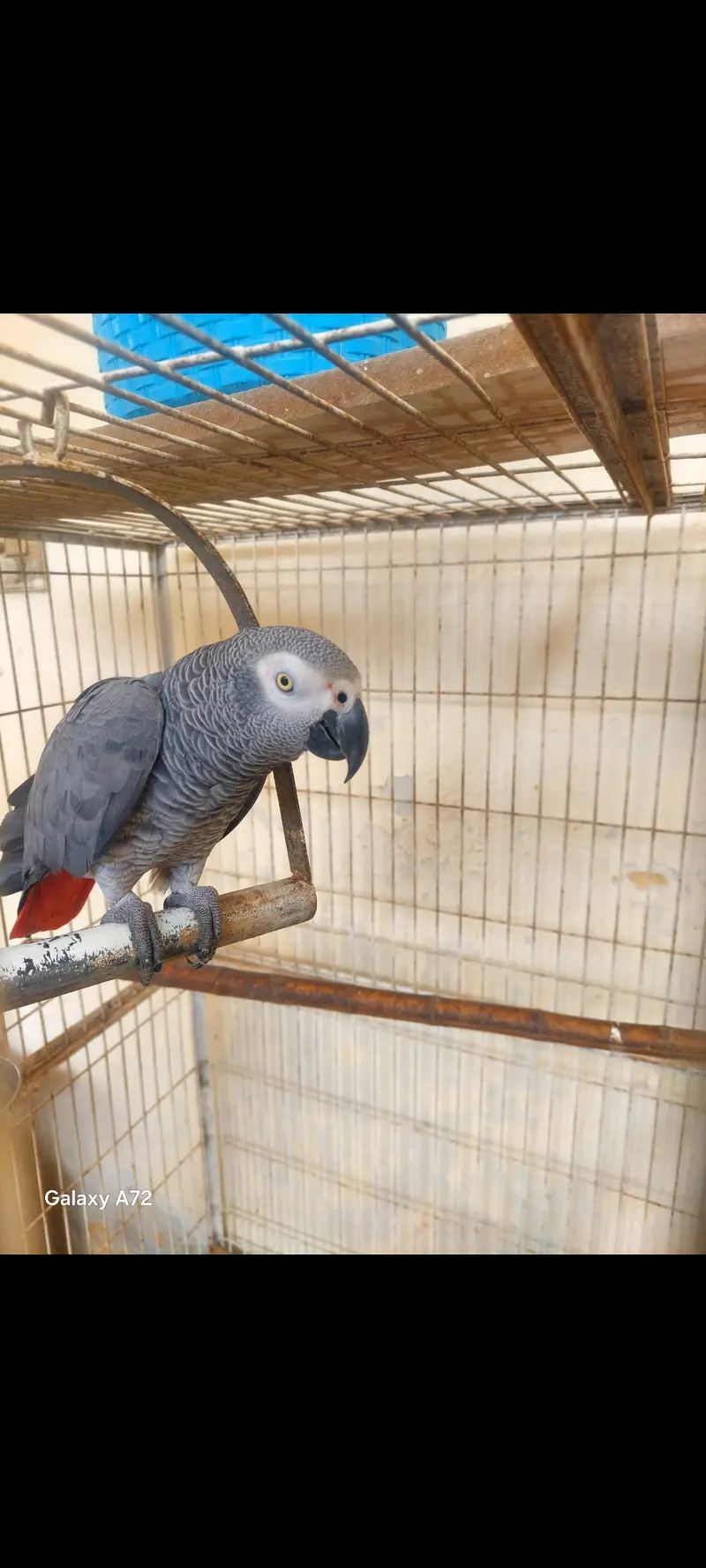Breeder African grey healthy male for sale or exchange with small pair — photo 2