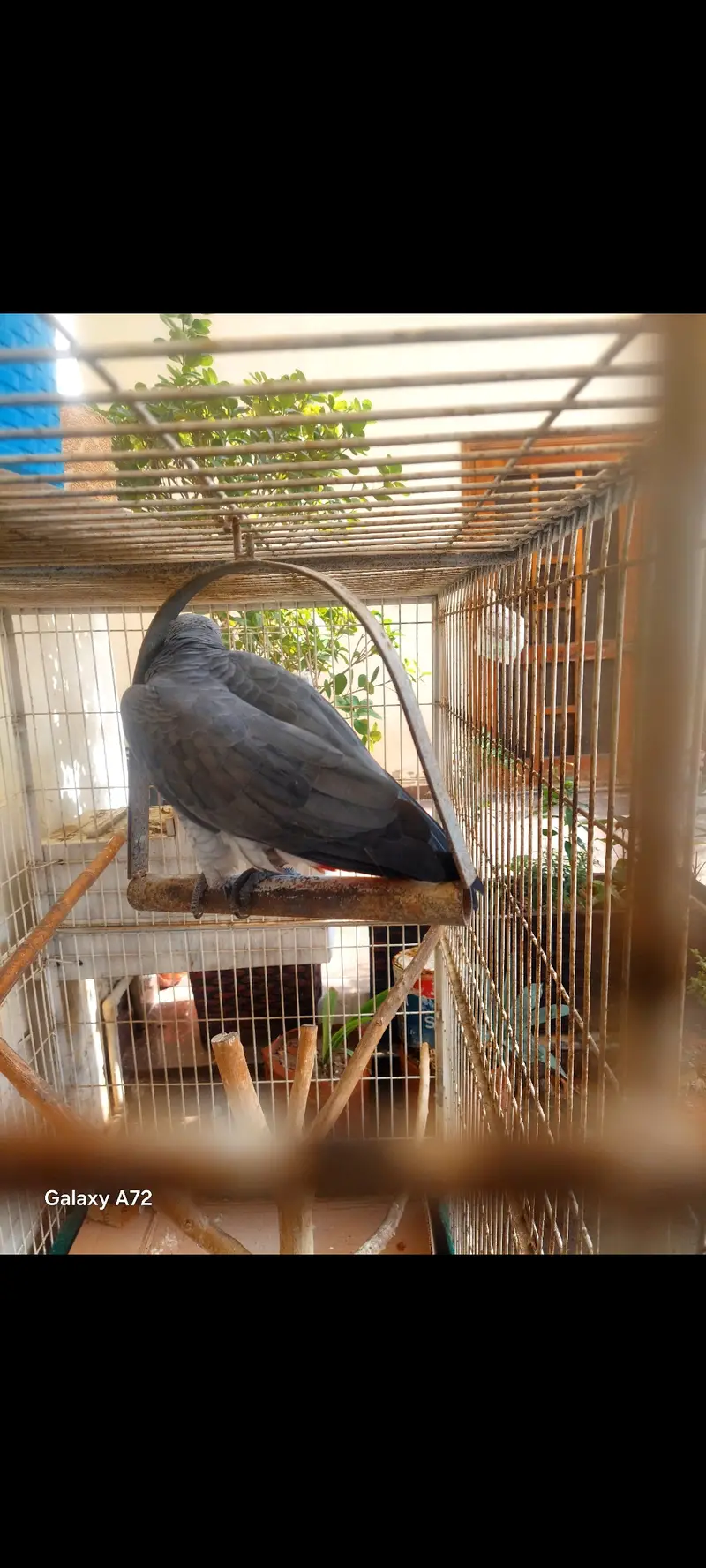 Breeder African grey healthy male for sale or exchange with small pair — photo 3