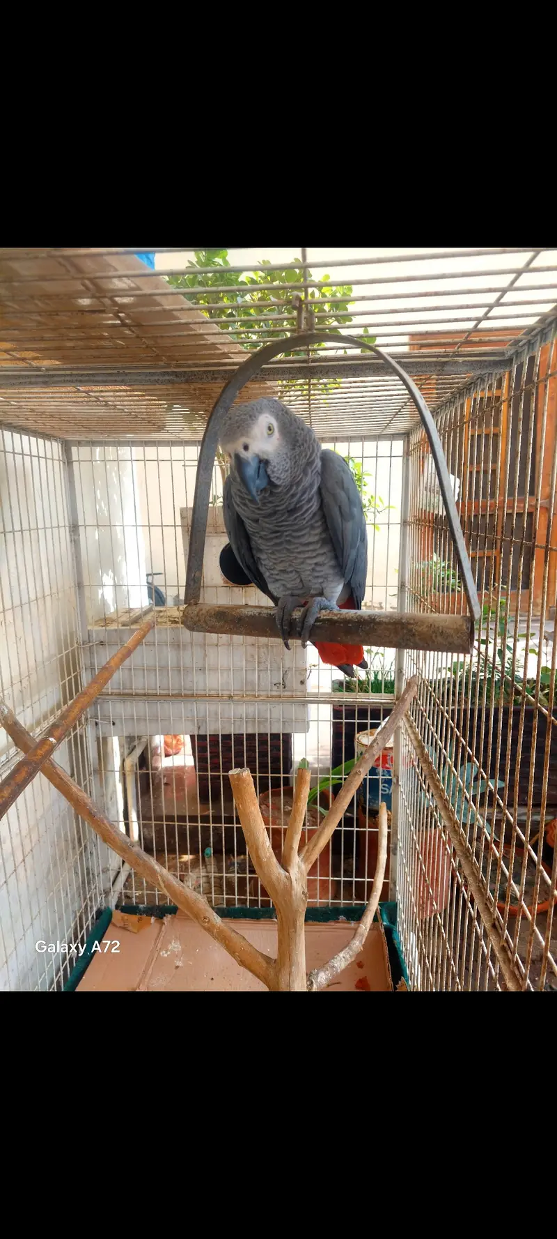 Breeder African grey healthy male for sale or exchange with small pair — photo 4