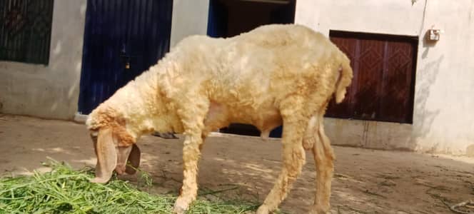 Lohi Nar Sheep 2 Dant For Sale - Healthy and Active - Okara