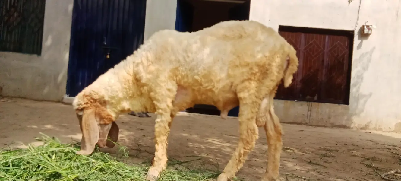 Lohi Nar Sheep 2 Dant For Sale - Healthy and Active - Okara