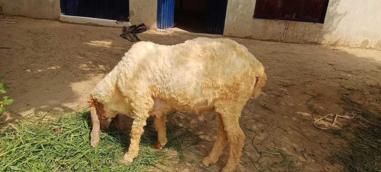 Lohi Nar Sheep 2 Dant For Sale - Healthy and Active - Okara — photo 2