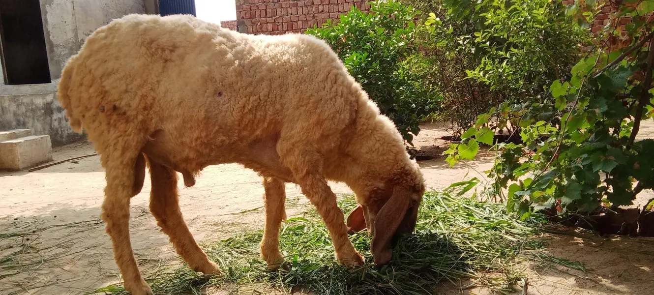 Lohi Nar Sheep 2 Dant For Sale - Healthy and Active - Okara — photo 3