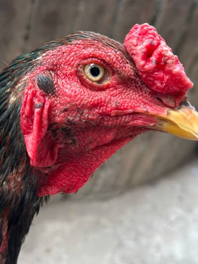 Thai Burmi Aseel Male | Healthy & Active | available for sale |