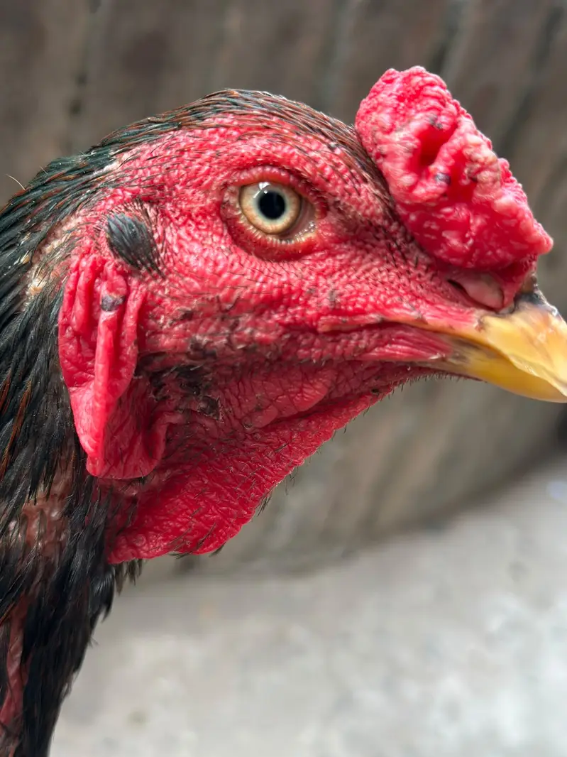 Thai Burmi Aseel Male | Healthy & Active | available for sale |