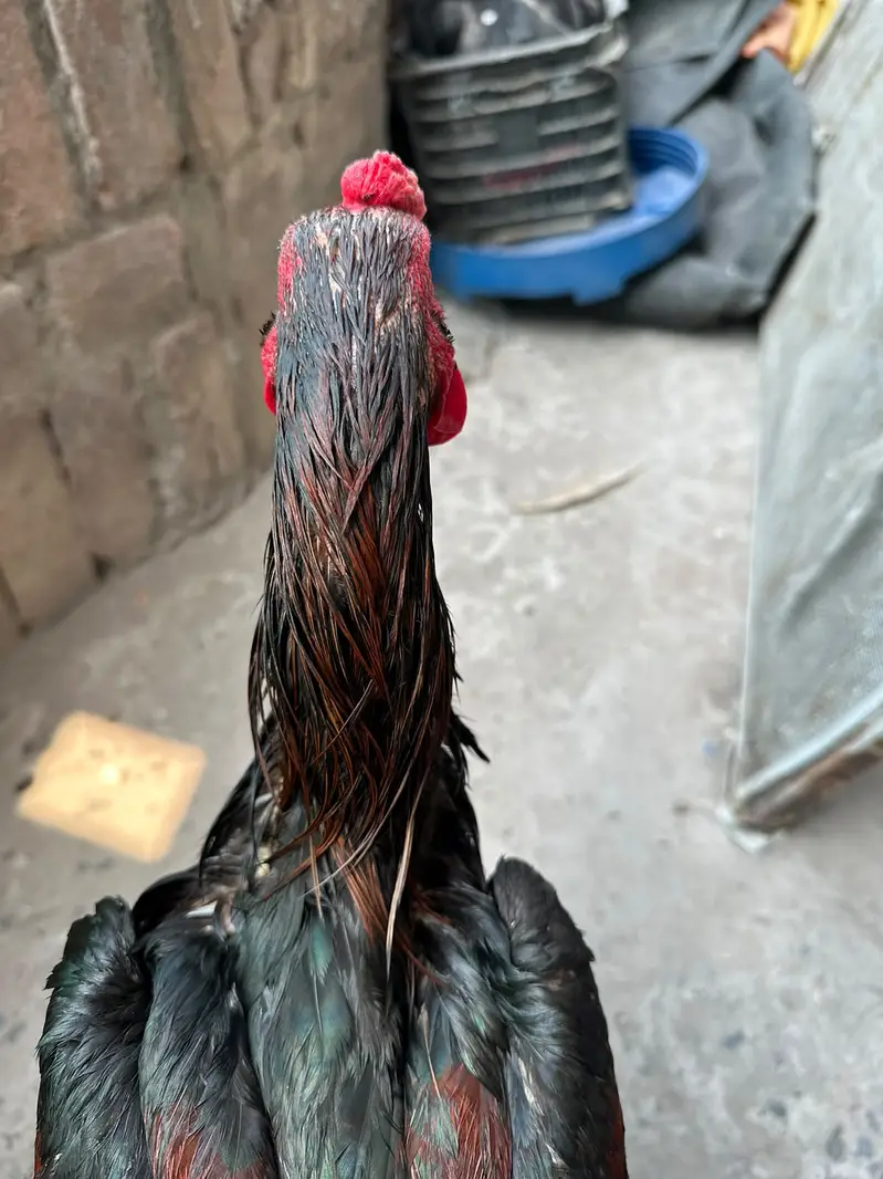 Thai Burmi Aseel Male | Healthy & Active | available for sale | — photo 2