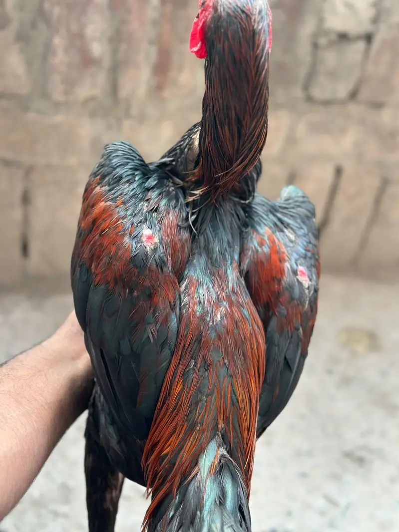 Thai Burmi Aseel Male | Healthy & Active | available for sale | — photo 3